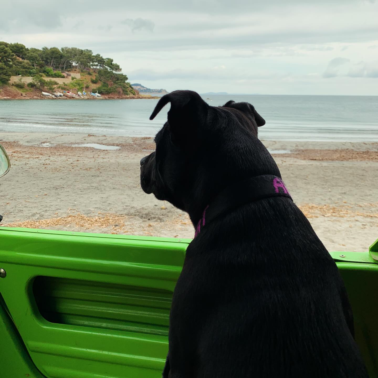 Jack_troster_Fabregas_staffy_surfer